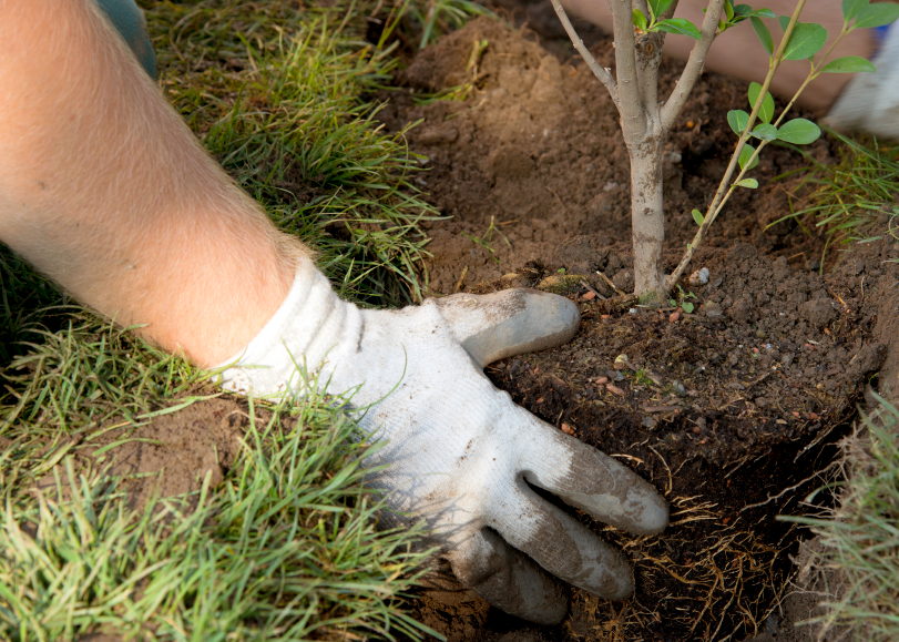 Supporting the “10 Thousand Trees” Initiative | Wilhelm Construction ...